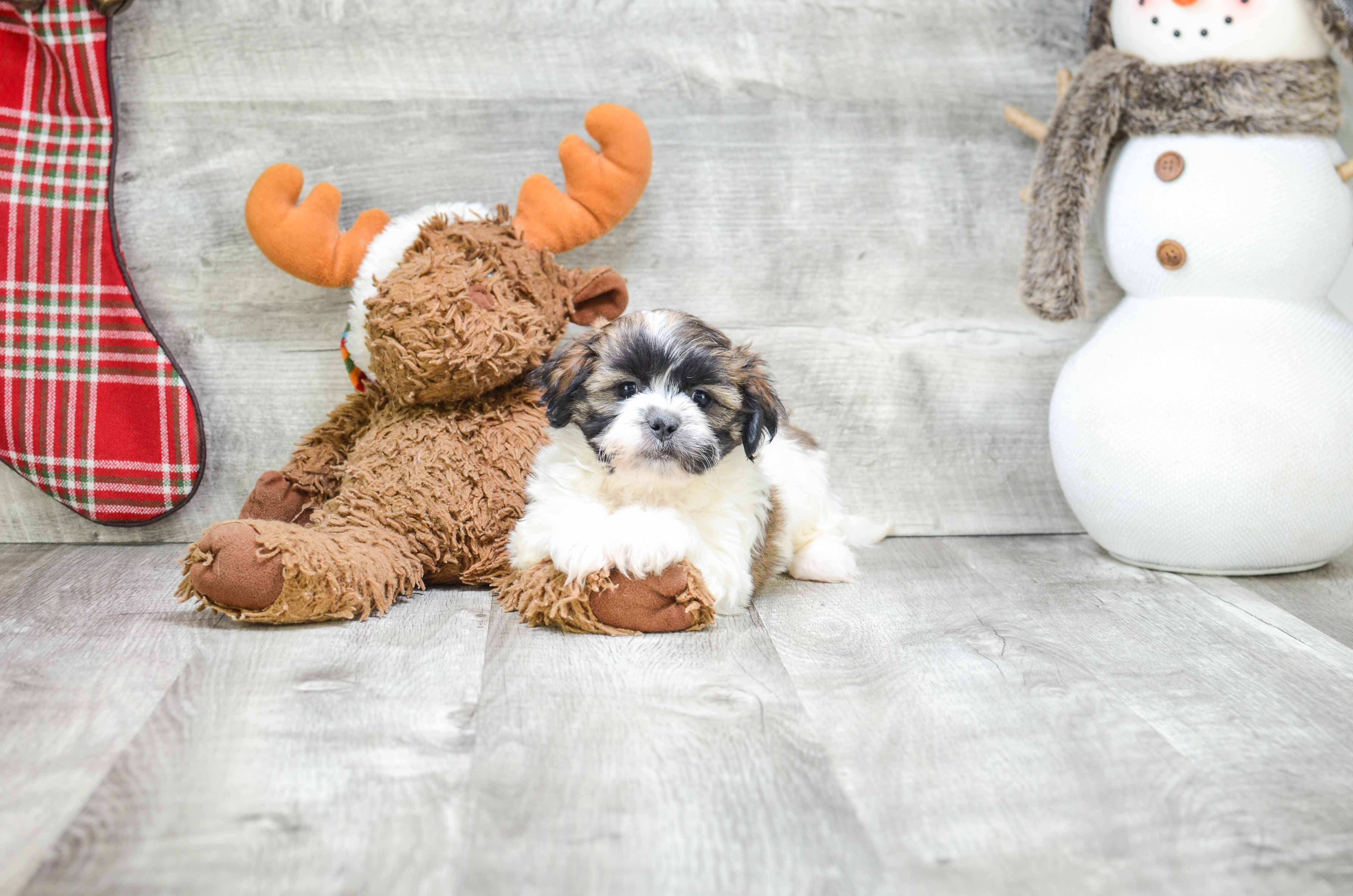 Best Teddy Bear Baby