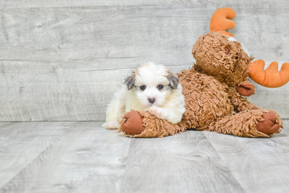 Best Havanese Baby