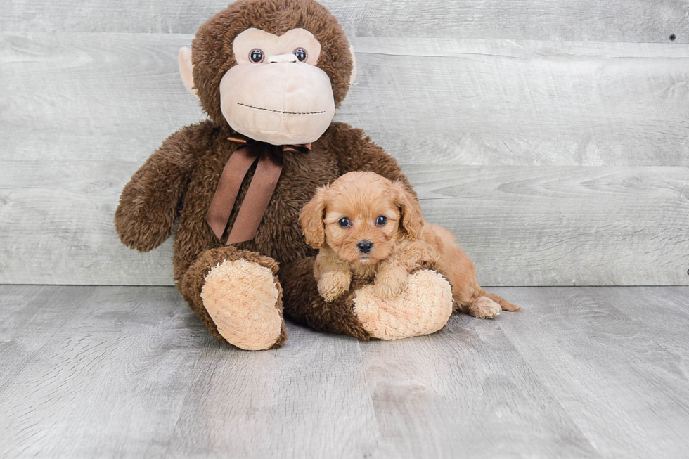 Little Cavoodle Poodle Mix Puppy