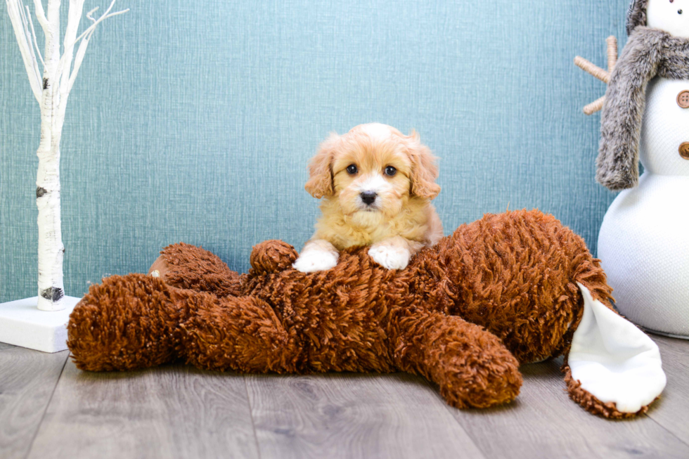 Best Cavapoo Baby