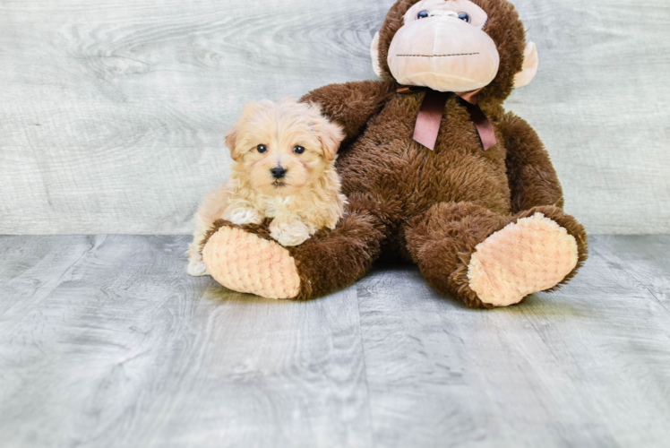 Small Maltipoo Baby