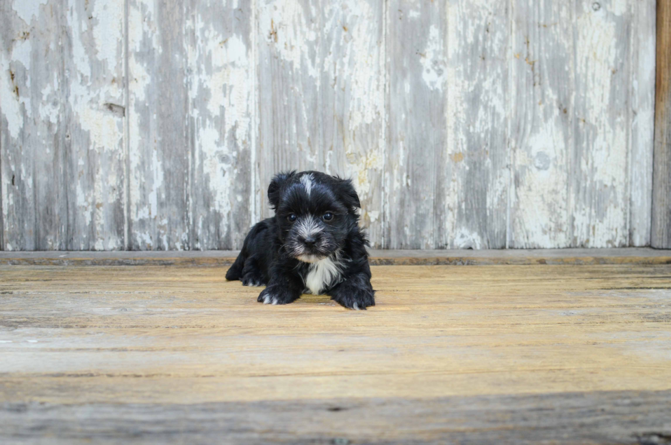 Energetic Yorkie Designer Puppy