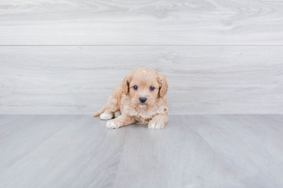 Small Cavapoo Baby