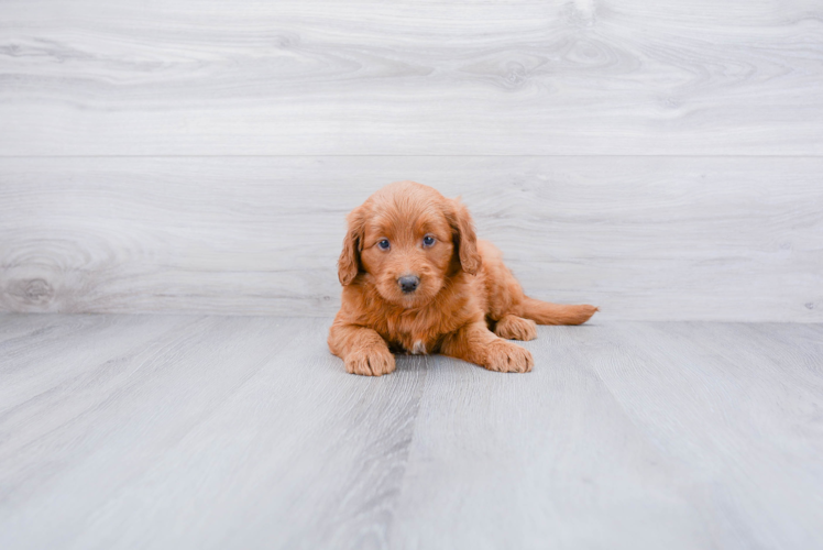 Best Mini Goldendoodle Baby