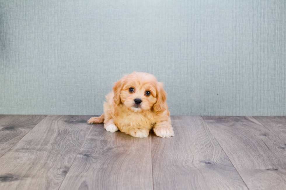 Little Cavoodle Poodle Mix Puppy