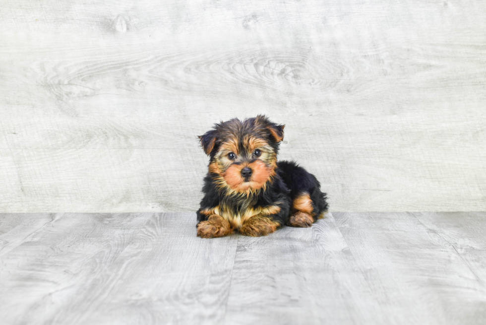 Meet Jeremy - our Yorkshire Terrier Puppy Photo 