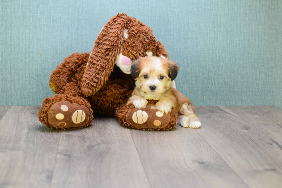 Popular Morkie Designer Pup