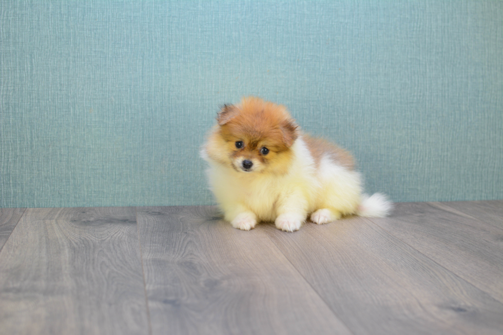 Hypoallergenic Pomeranian Purebred Pup