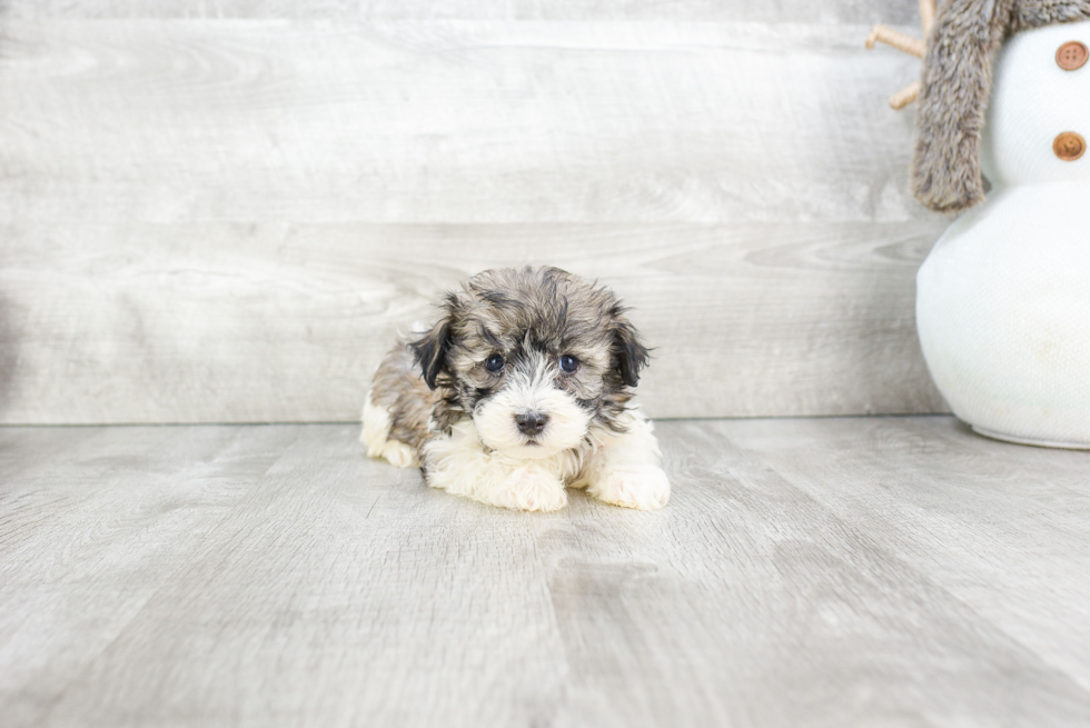 Havanese Pup Being Cute