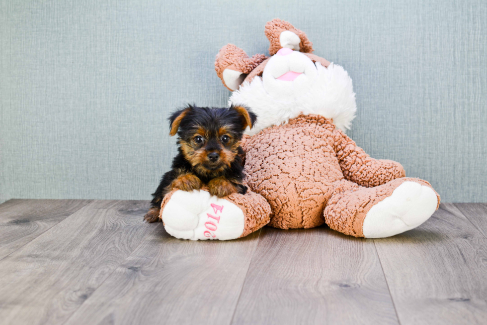 Meet Lisa - our Yorkshire Terrier Puppy Photo 