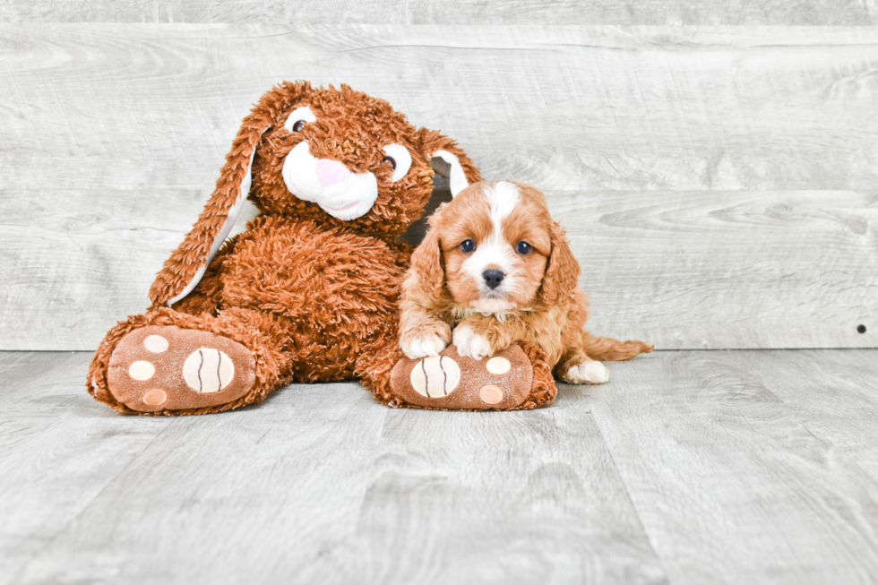 Smart Cavapoo Poodle Mix Pup