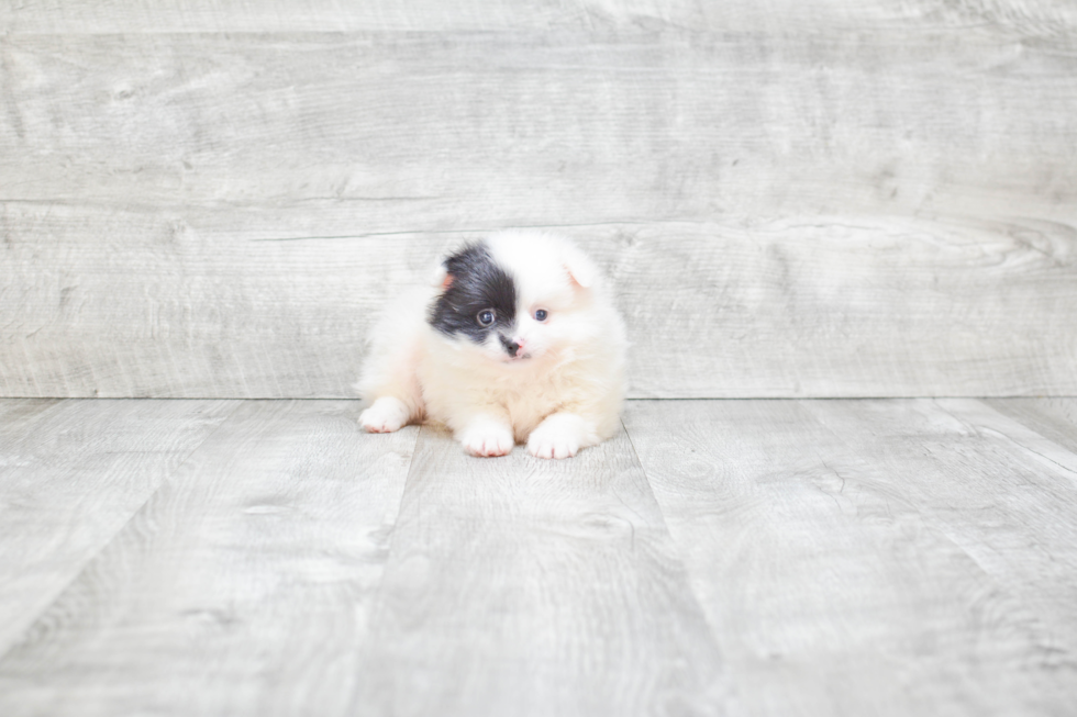 Little Pomeranian Purebred Pup