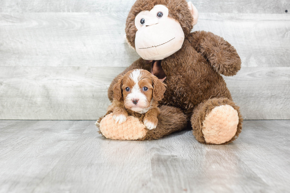 Best Cavapoo Baby