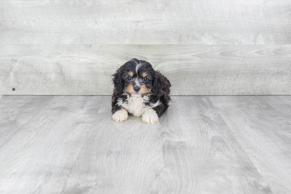 Best Mini Aussiedoodle Baby