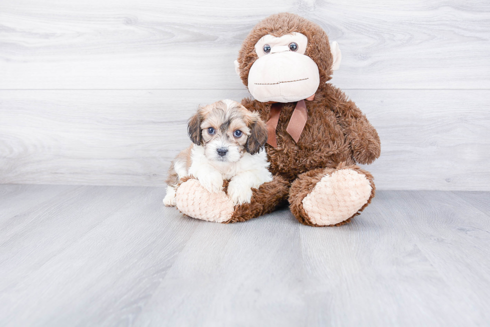 Cavachon Puppy for Adoption