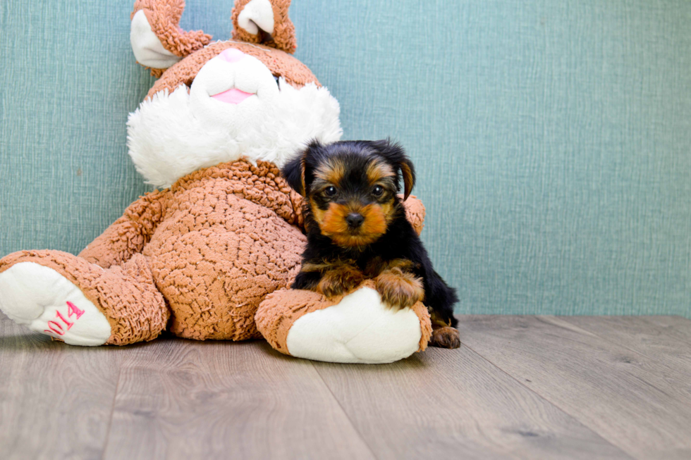 Meet Timmy - our Yorkshire Terrier Puppy Photo 