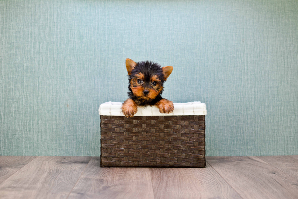 Meet Sandra - our Yorkshire Terrier Puppy Photo 