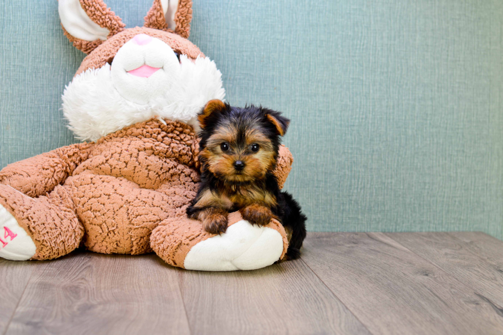 Meet Nugget - our Yorkshire Terrier Puppy Photo 