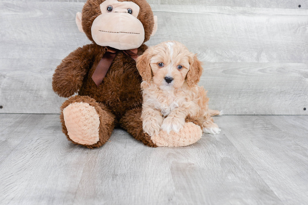 Happy Cavapoo Baby