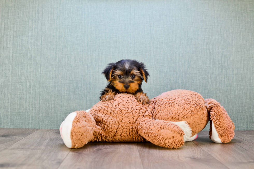 Meet Rascal - our Yorkshire Terrier Puppy Photo 