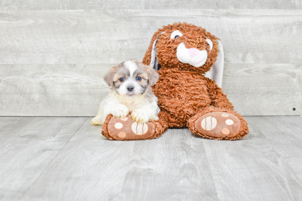 Teddy Bear Puppy for Adoption