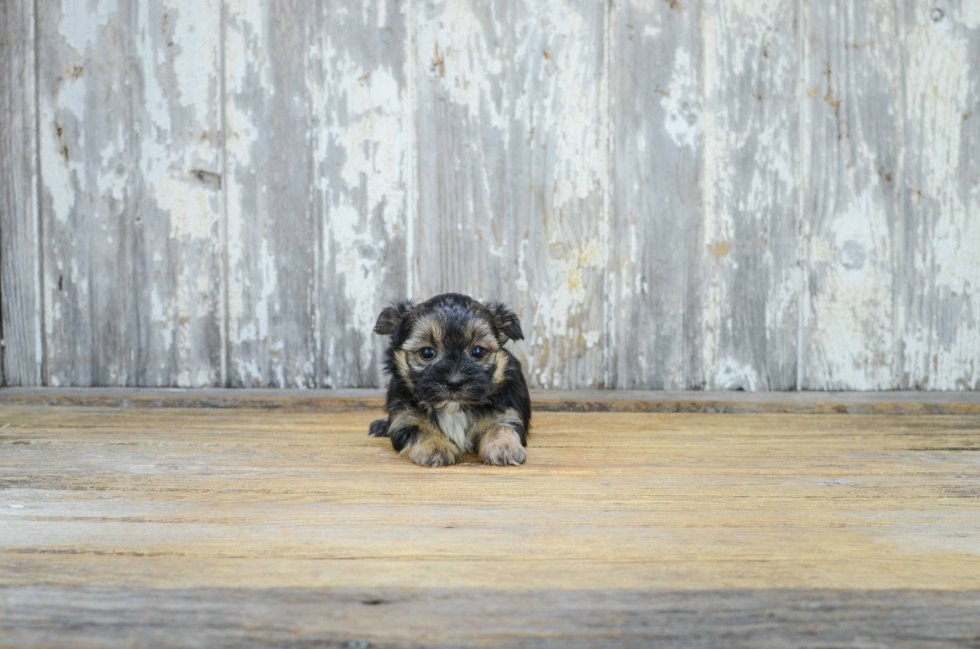 Best Morkie Baby