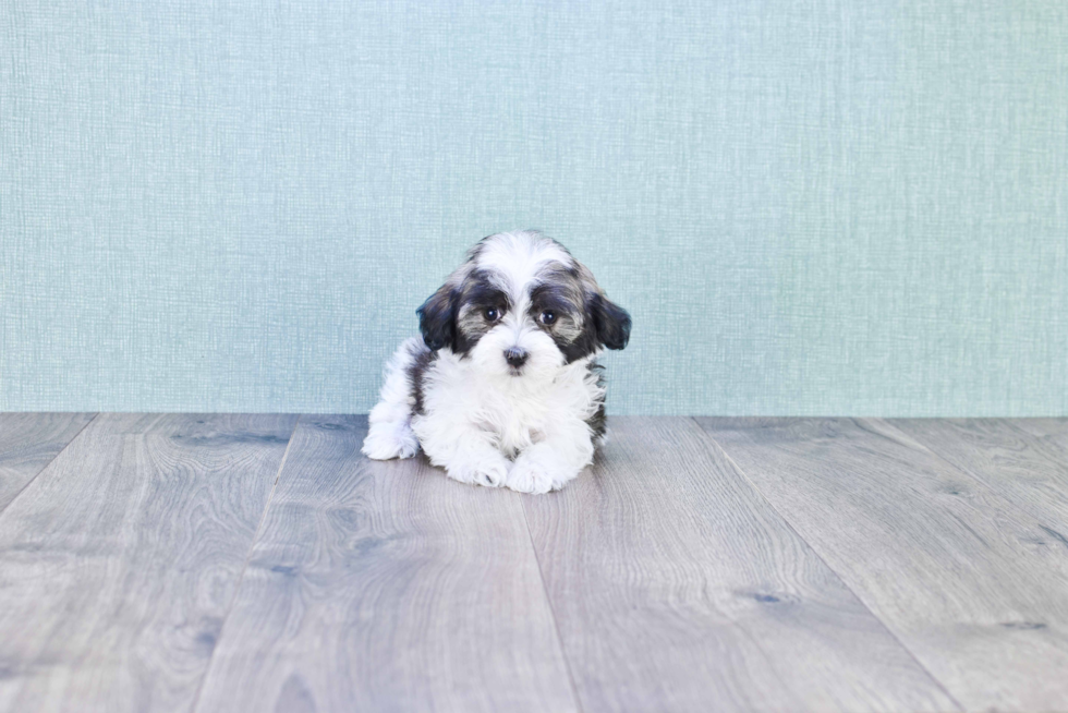 Best Havanese Baby