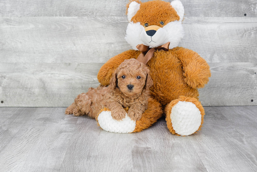 Happy Cavapoo Baby