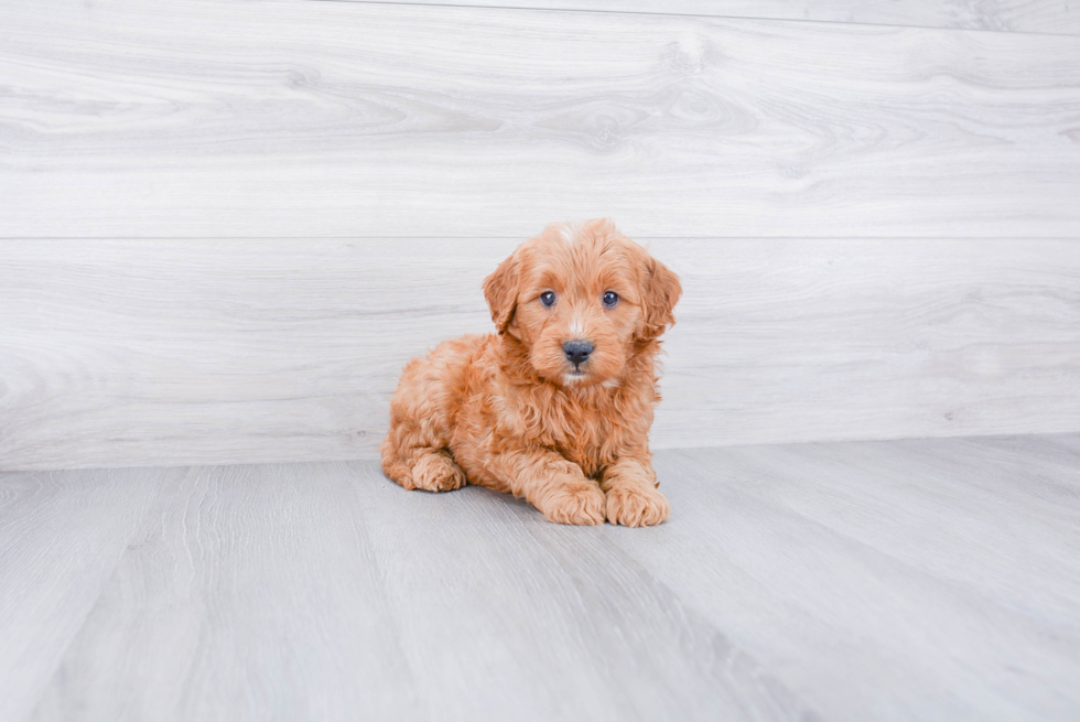 Mini Goldendoodle Pup Being Cute