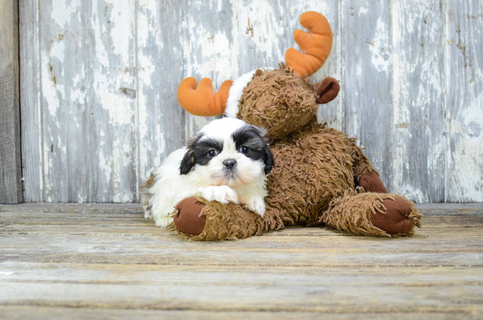 Teddy Bear Puppy for Adoption
