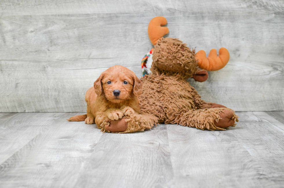 Mini Goldendoodle Puppy for Adoption