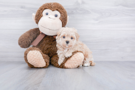 Best Maltipoo Baby