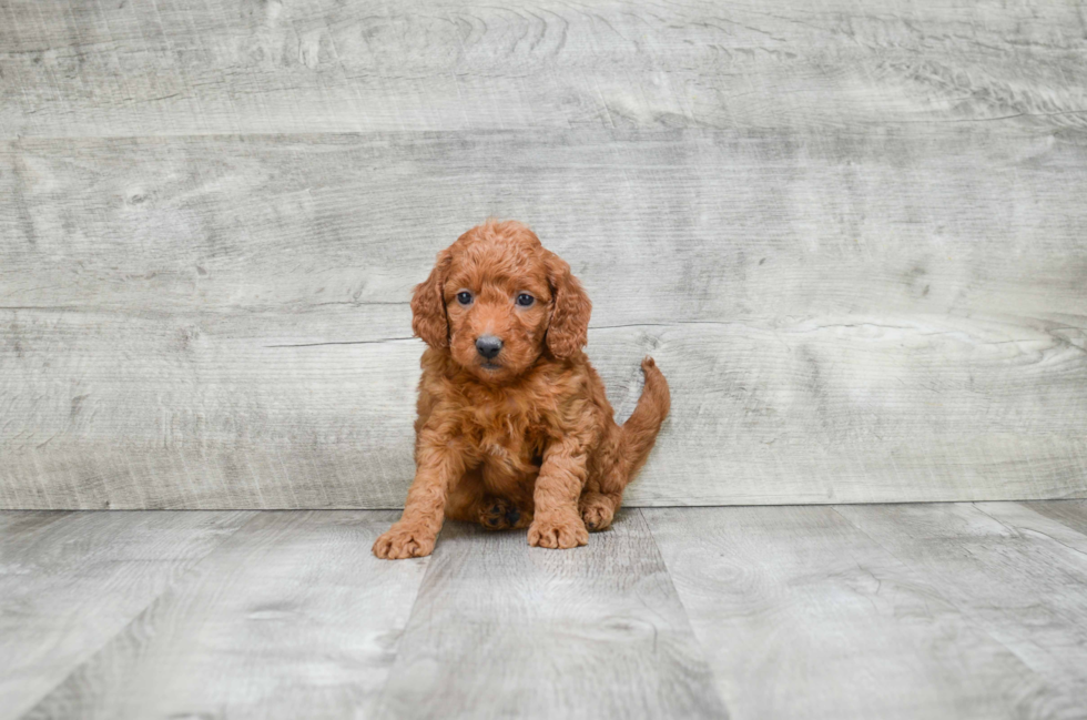 Mini Goldendoodle Pup Being Cute