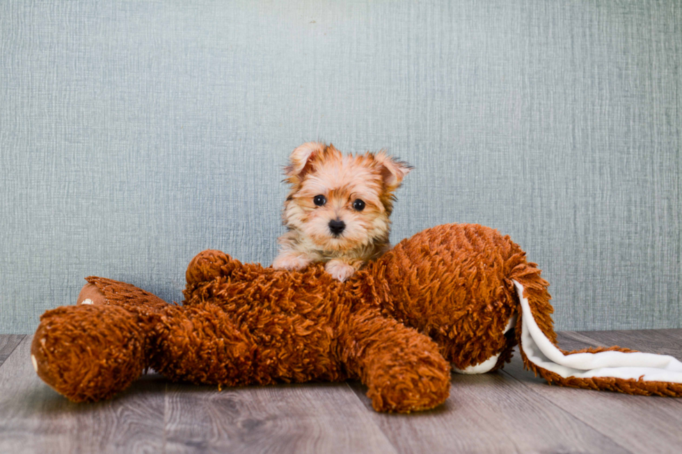 Petite Morkie Designer Pup