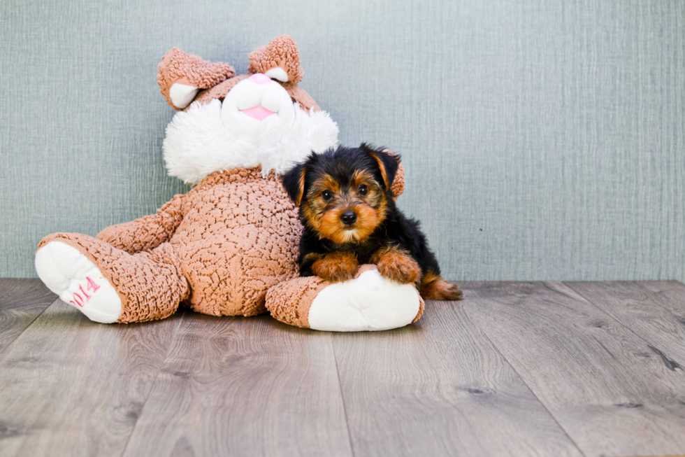 Meet Joe - our Yorkshire Terrier Puppy Photo 