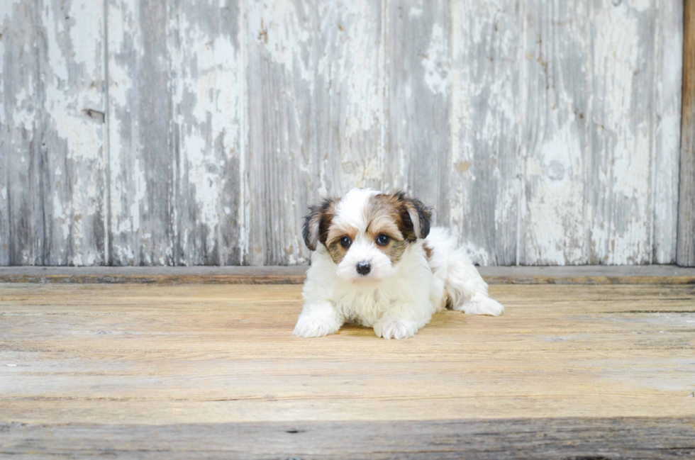 Playful Yorkie Designer Puppy