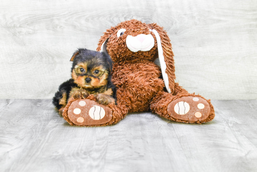 Meet Goldie - our Yorkshire Terrier Puppy Photo 