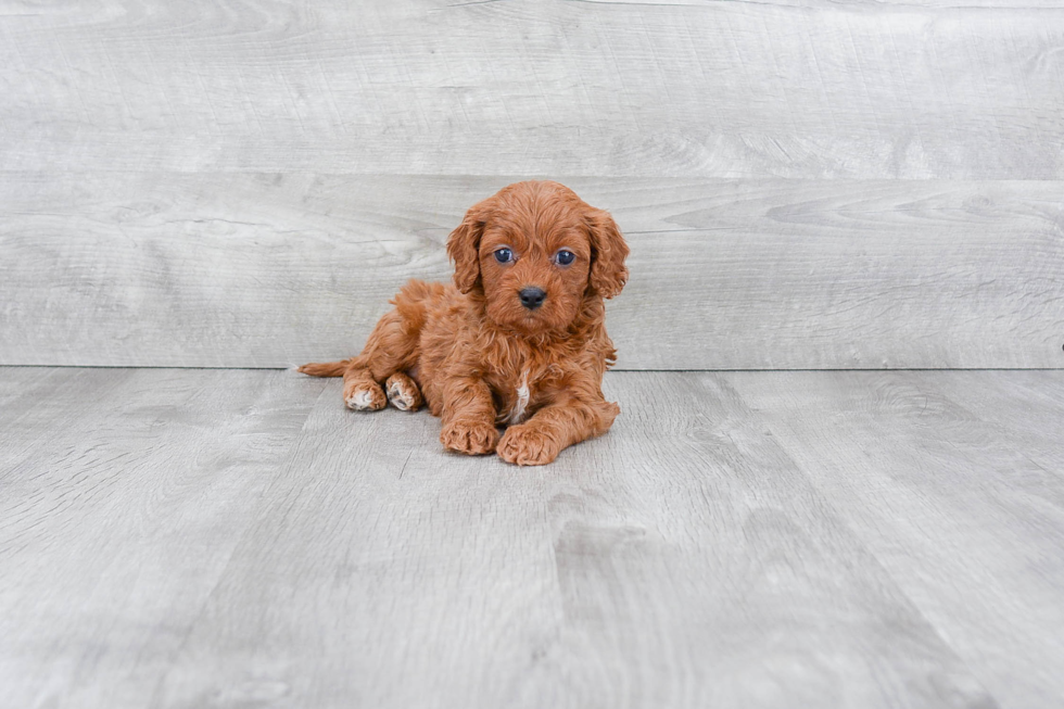 Sweet Cavapoo Baby