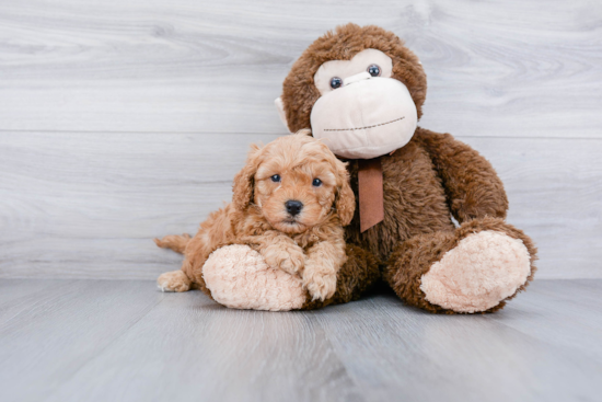 Best Cavapoo Baby