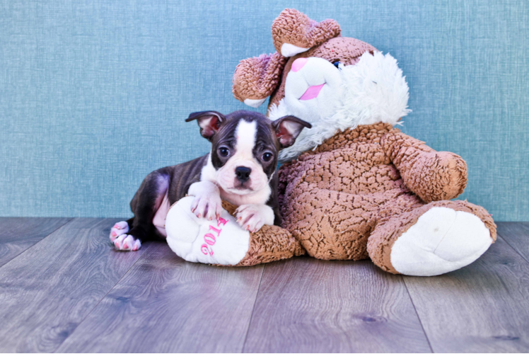 Best Boston Terrier Baby