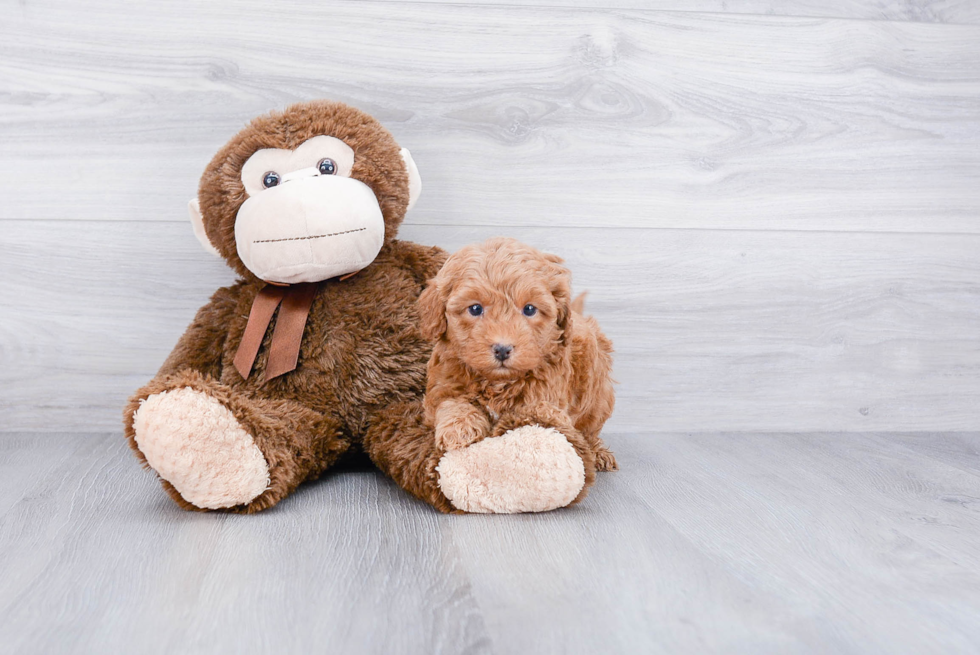 Best Cavapoo Baby
