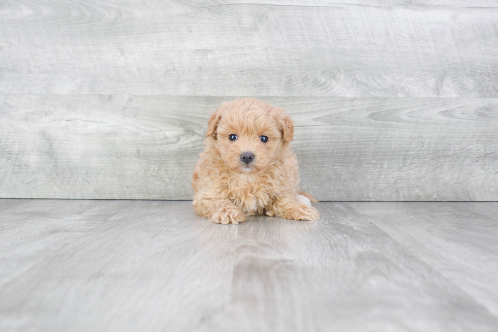 Small Maltipoo Baby