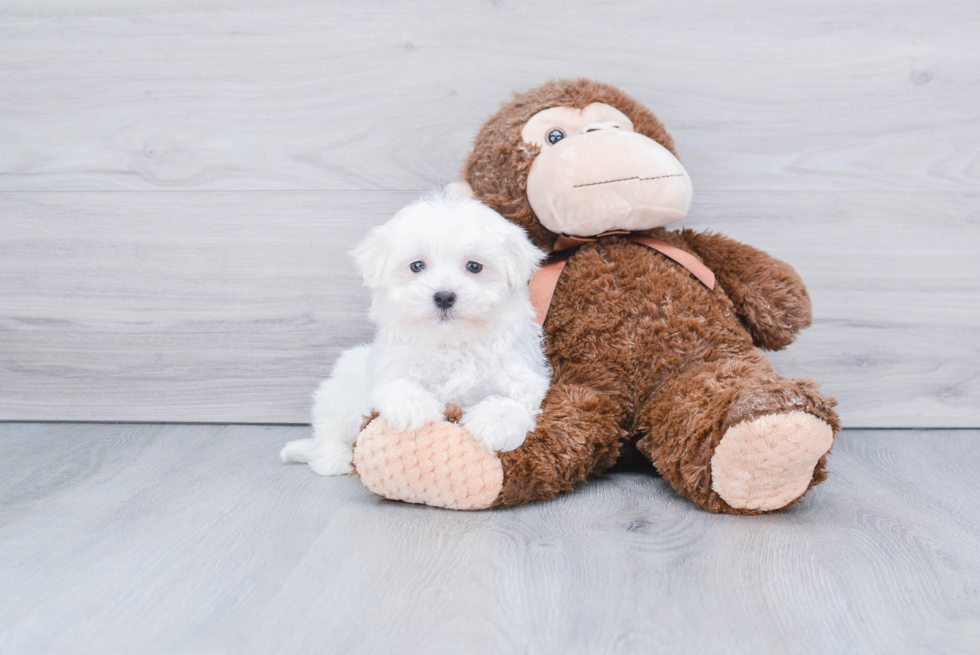 Popular Maltese Baby