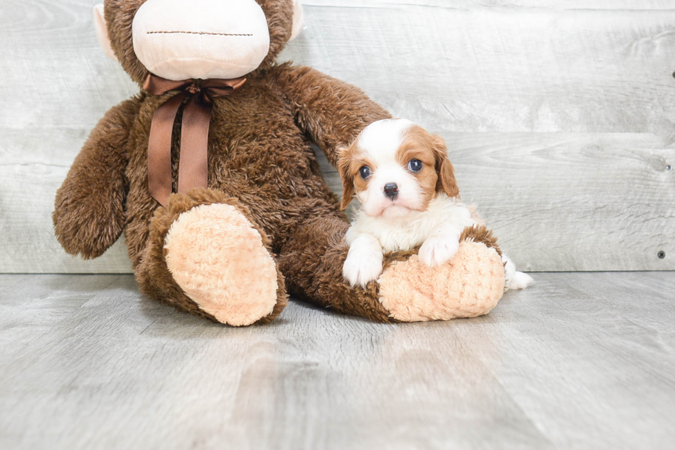 Petite Cavalier King Charles Spaniel Purebred Puppy