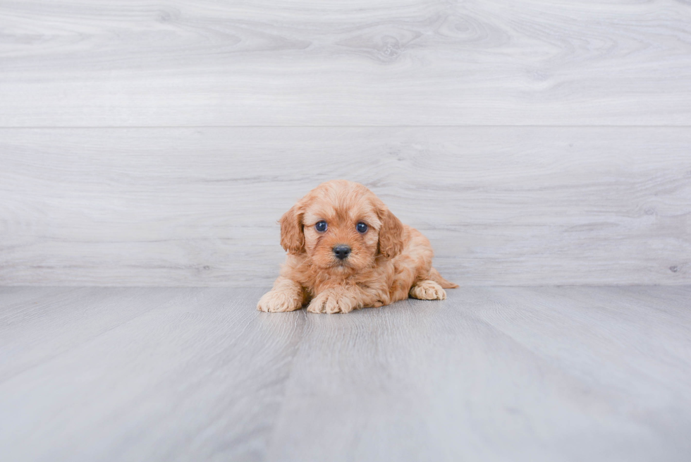 Cavapoo Puppy for Adoption