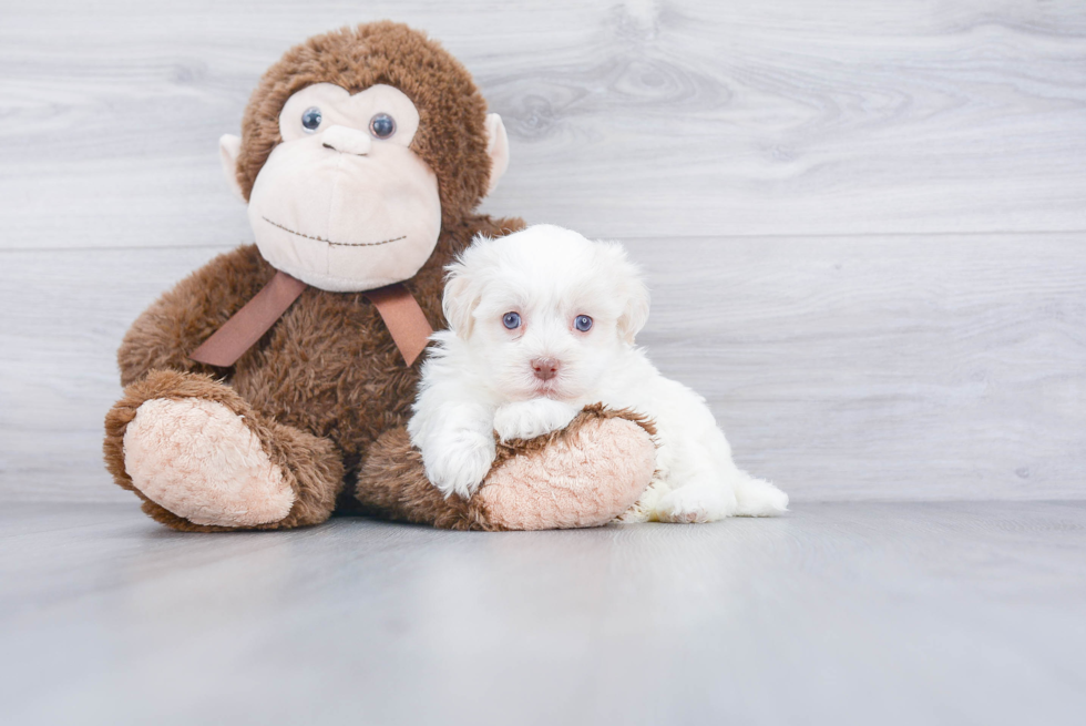 Havanese Pup Being Cute