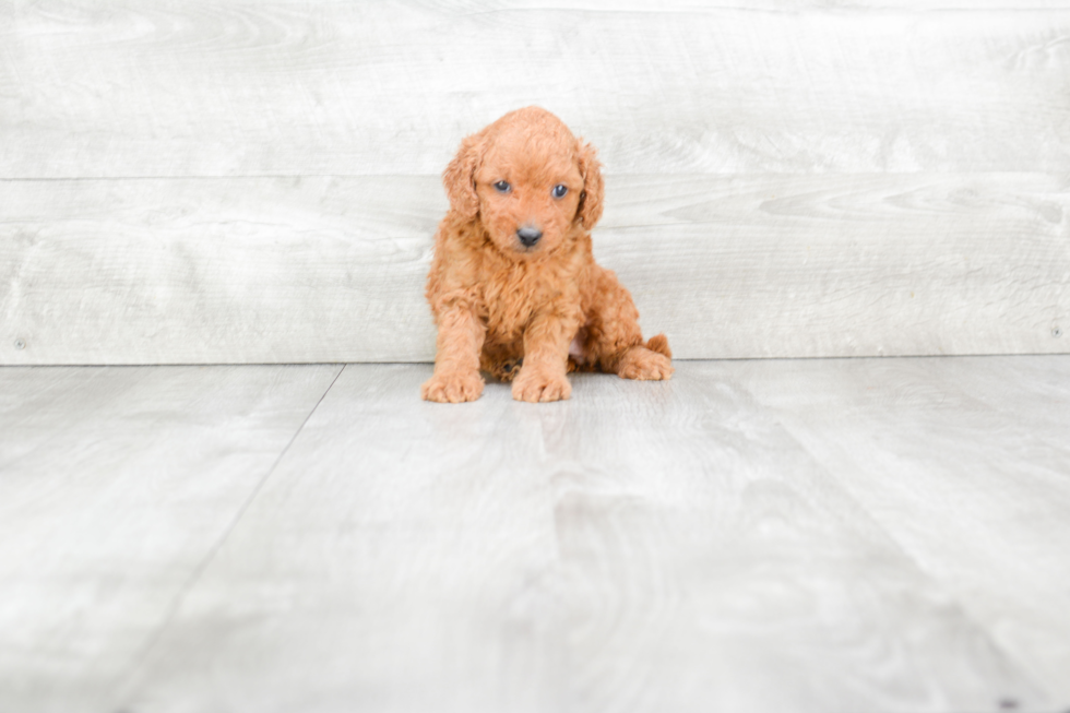 Fluffy Mini Goldendoodle Poodle Mix Pup