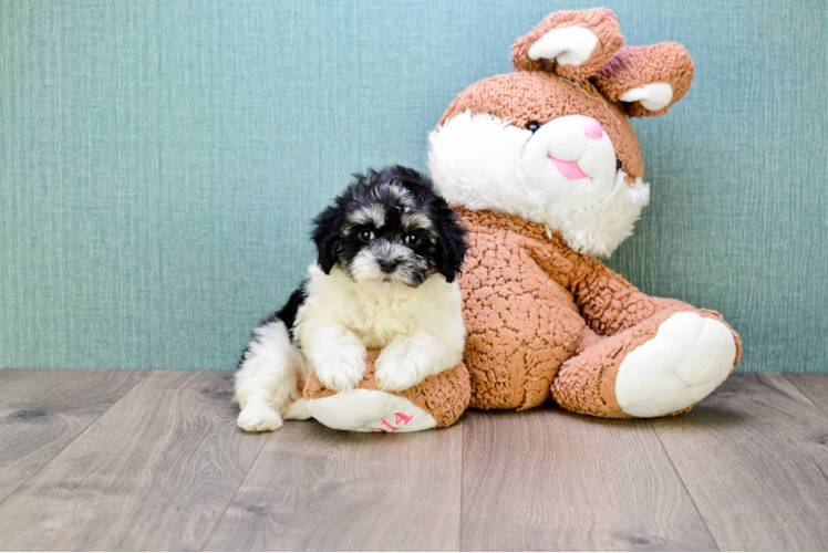 Small Havanese Purebred Pup