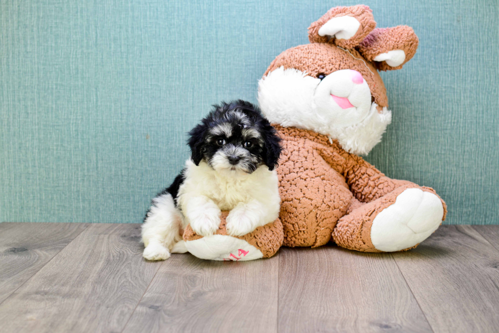 Small Havanese Purebred Pup