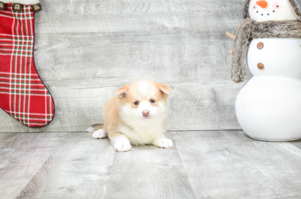 Pomsky Pup Being Cute